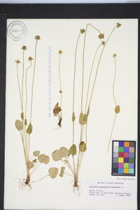 Parnassia palustris image