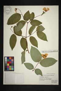 Philadelphus inodorus image