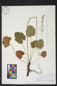 Heuchera americana image