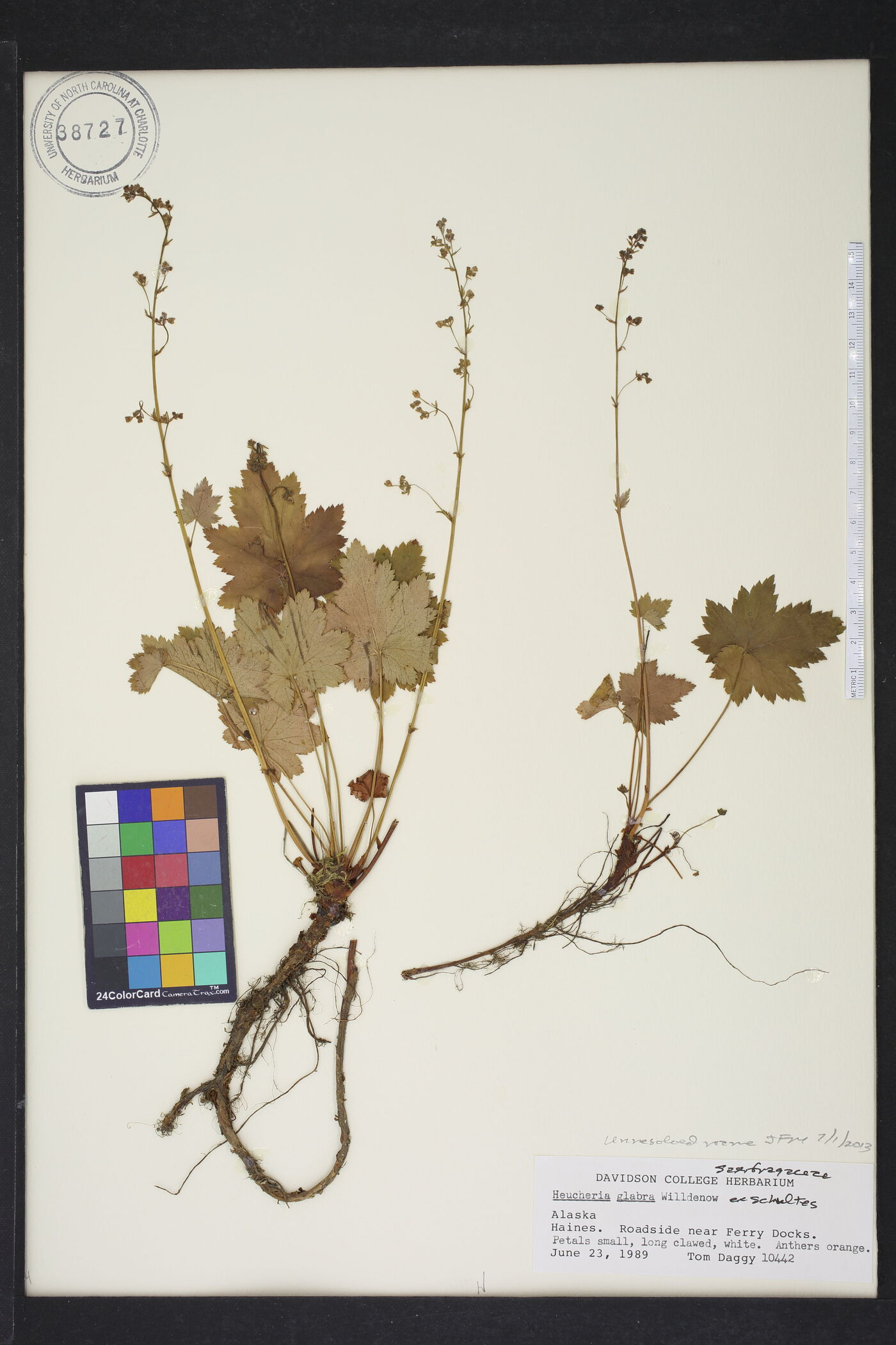 Heuchera glabra image