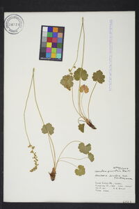 Heuchera parviflora image