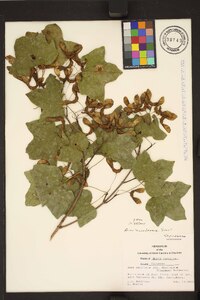 Acer leucoderme image