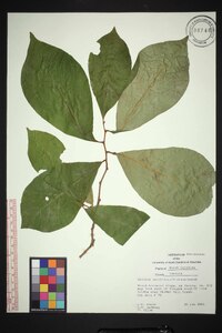 Asimina parviflora image