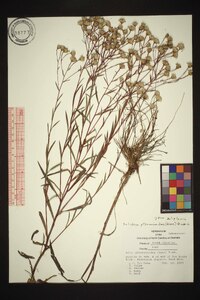 Solidago ptarmicoides image