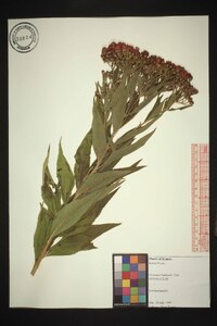 Vernonia baldwinii image