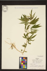 Cannabis sativa image