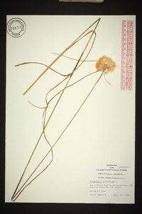 Eriophorum virginicum image