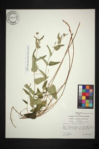 Tragia urticifolia image