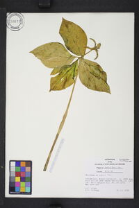 Trillium catesbaei image