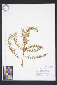 Rotala ramosior image