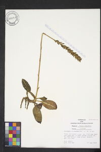 Goodyera pubescens image