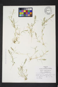 Eragrostis hypnoides image