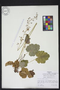 Heuchera americana image