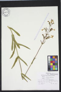 Penstemon laevigatus image