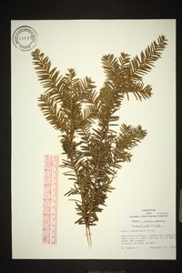 Taxus canadensis image