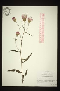 Cirsium carolinianum image