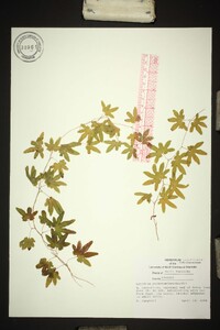 Lygodium palmatum image