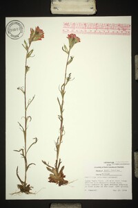 Castilleja coccinea image