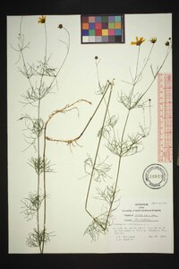 Coreopsis verticillata image