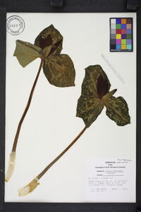 Trillium cuneatum image