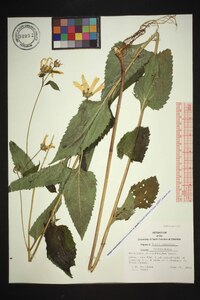 Heliopsis gracilis image