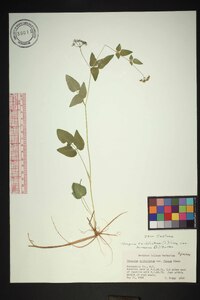 Thaspium trifoliatum var. aureum image