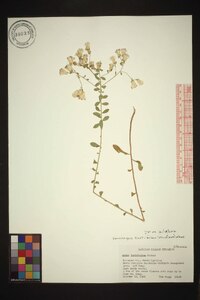 Sericocarpus tortifolius image