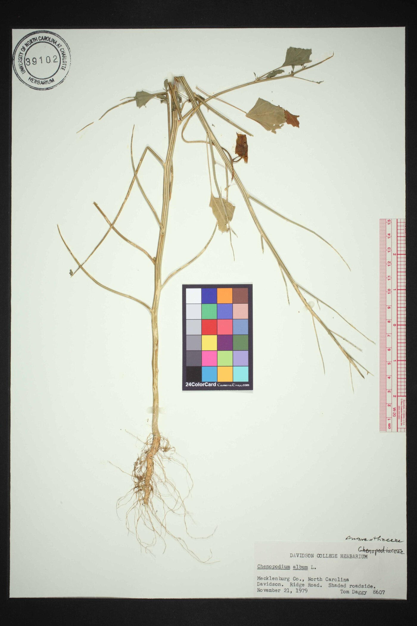 Chenopodium album var. album image