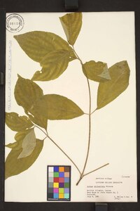 Cornus sericea subsp. sericea image