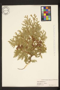 Thuja occidentalis image