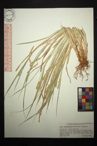 Carex laevivaginata image