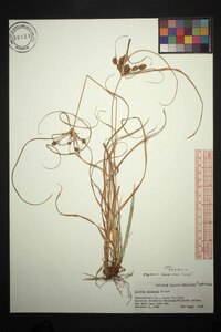 Cyperus croceus image