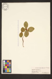 Gaultheria procumbens image