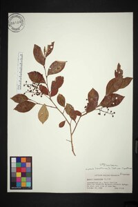 Lyonia ligustrina var. ligustrina image