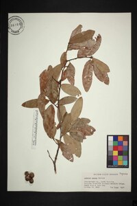 Quercus incana image