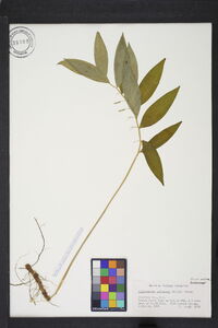 Polygonatum pubescens image