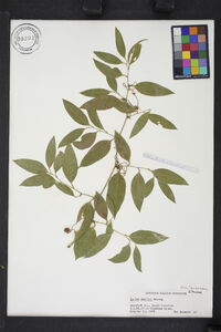 Smilax smallii image