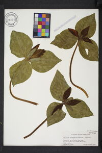 Trillium cuneatum image