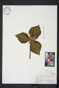 Trillium cuneatum image