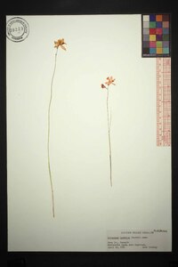 Calopogon barbatus image