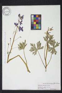 Delphinium tricorne image