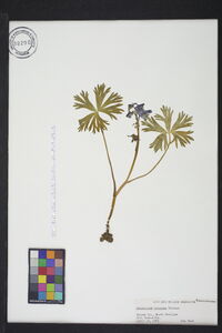 Delphinium tricorne image