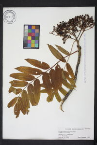Sorbus americana image