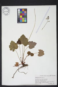 Heuchera americana image