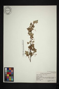 Ribes lacustre image