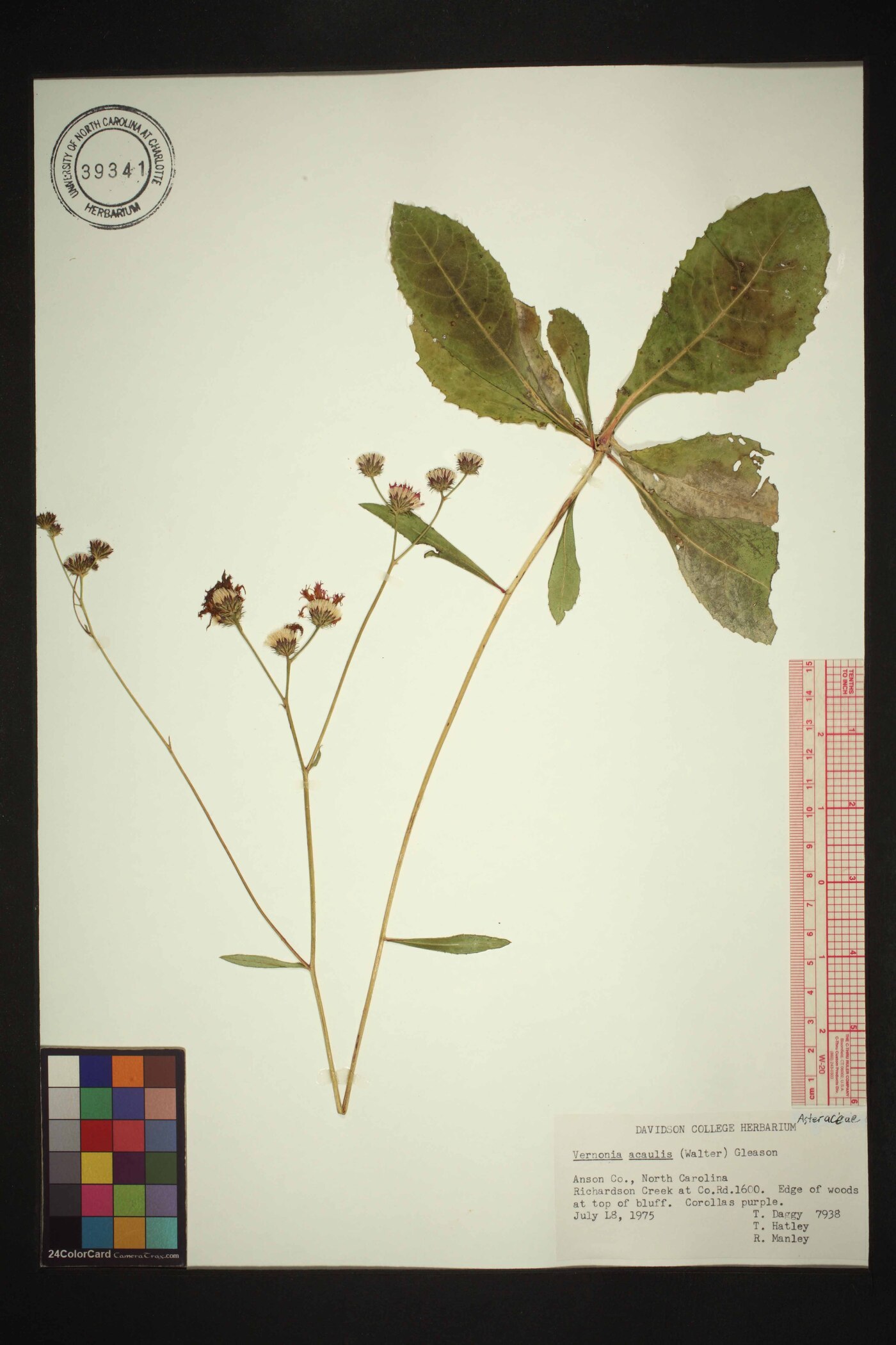 Vernonia acaulis image