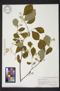 Styrax grandifolius image