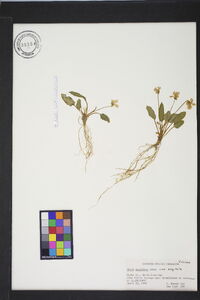 Viola sagittata var. sagittata image