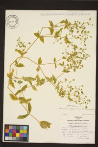 Myosoton aquaticum image