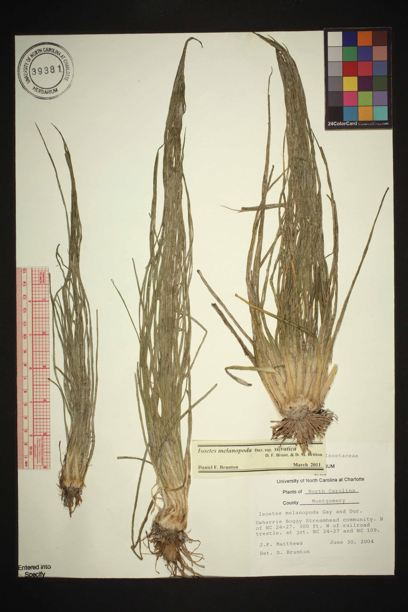 Isoëtes melanopoda subsp. silvatica image